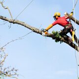 qXAh31Od-Tree Removal Brisbane Southside - Treezy Pty Ltd